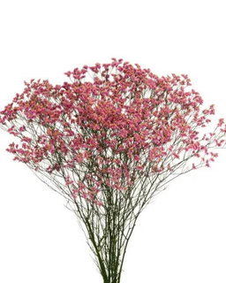 KN102-2 Limonium Oshi Pink 60-65cm ليمونيوم