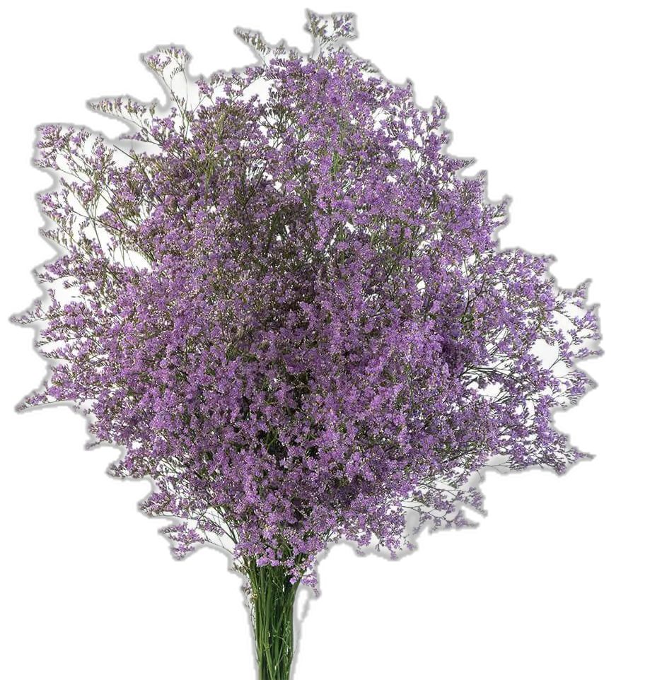 KN102-3 Limonium Safora Lilac 60-65cm ليمونيوم