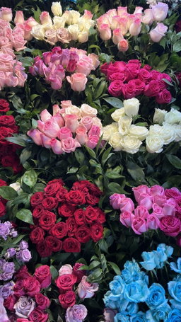 Rose Kenya - زهرة الوردة /كينيا