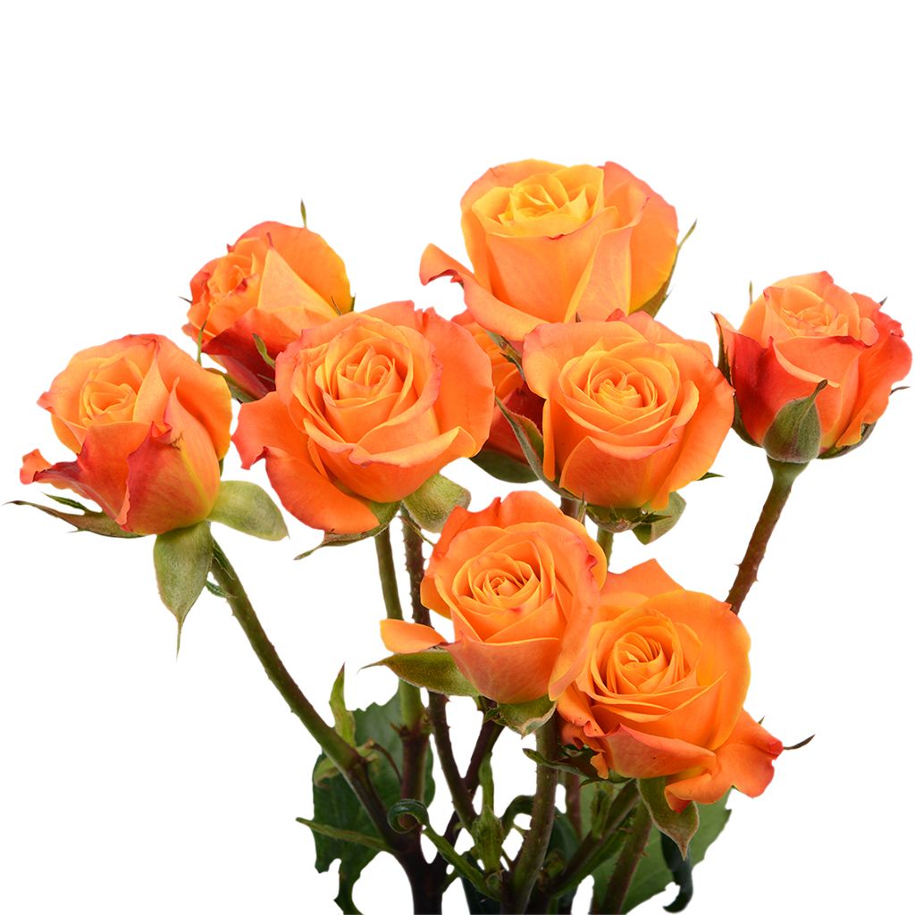 KN105-2 Rose Confidential Orange 50cm وَردَة