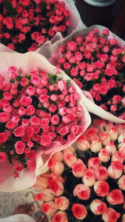 Baby Rose - بيبي روز