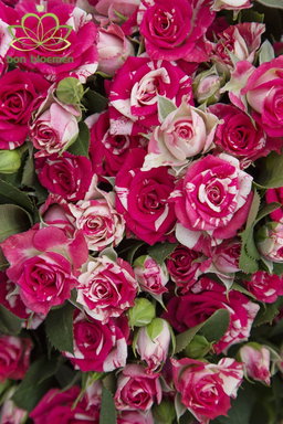 KN106-2 Spray Rose Fireworks Bi-Color 50cm بيبي روز