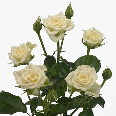 KN106-10 SprayRose SnowFlake White 50cm بيبي روز
