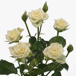 KN106-10 SprayRose SnowFlake White 50cm بيبي روز