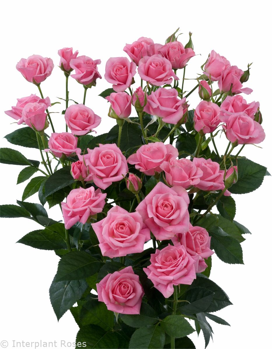 KN106-7 SprayRose Odilia Pink 50cm بيبي روز_0