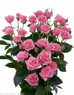 KN106-7 SprayRose Odilia Pink 50cm بيبي روز