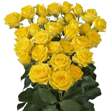 KN106-5 Spray Rose Marisa Yellow 50cm بيبي روز