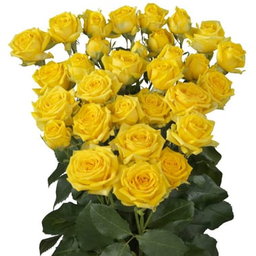 KN106-5 Spray Rose Marisa Yellow 50cm بيبي روز