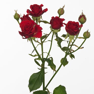 KN106-4 Spray Rose Mirabel Red 50cm بيبي روز