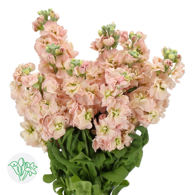KN104-1 Matthiola iron apricot Peach 50cm ماتيولا_0