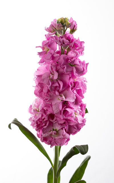 KN104-2 Matthiola iron pink 50cm ماتيولا_0