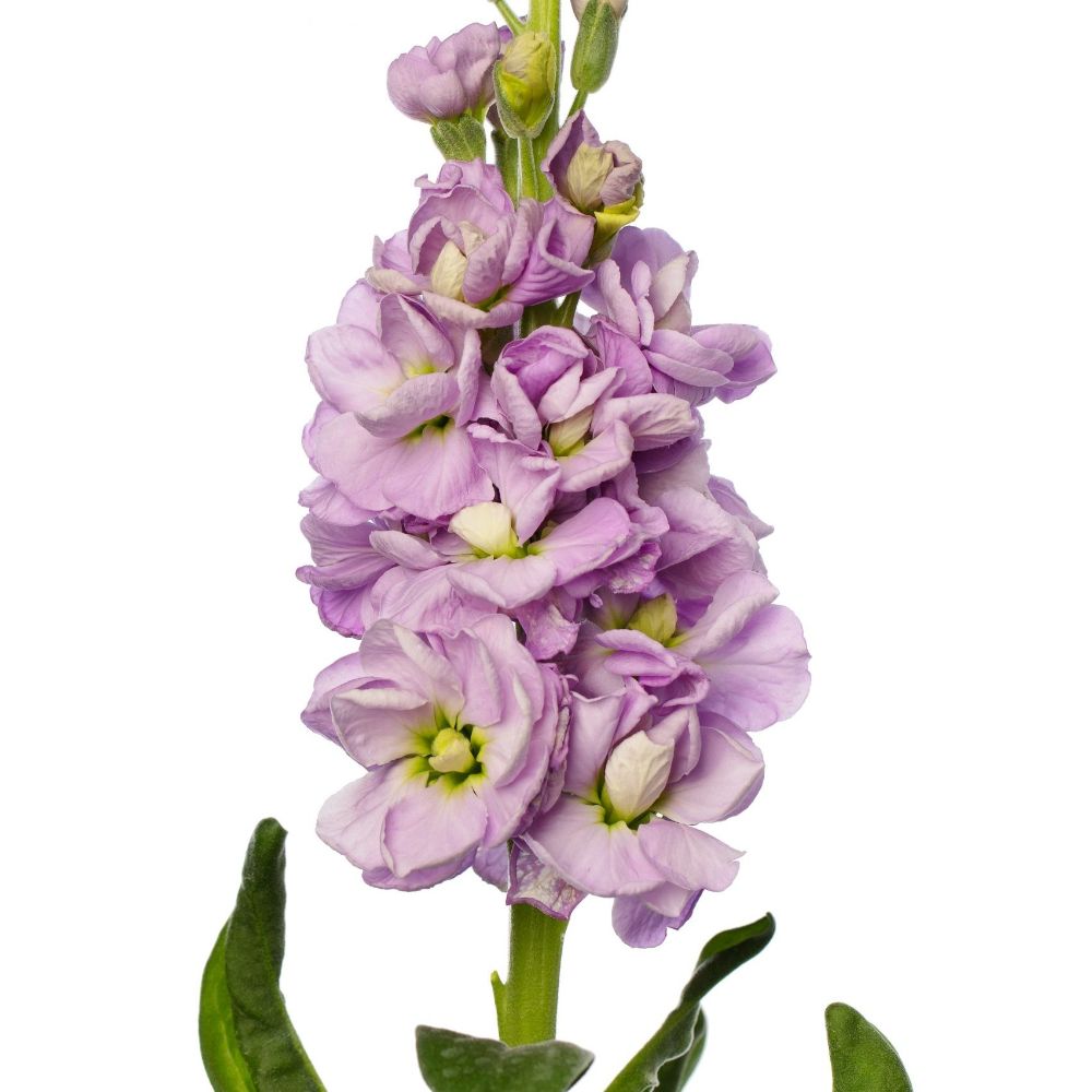 KN104-3 Matthiola iron purple 50cm ماتيولا