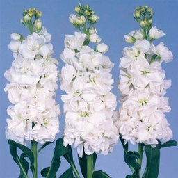 KN104-4 Matthiola iron white 50cm ماتيولا