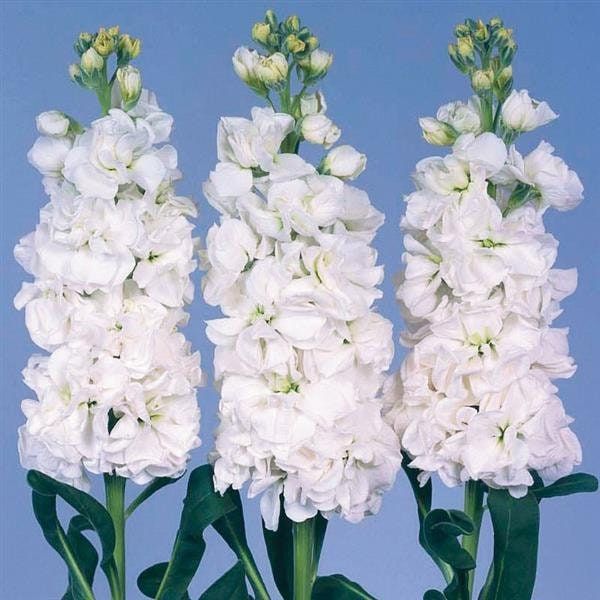 KN104-4 Matthiola iron white 50cm ماتيولا