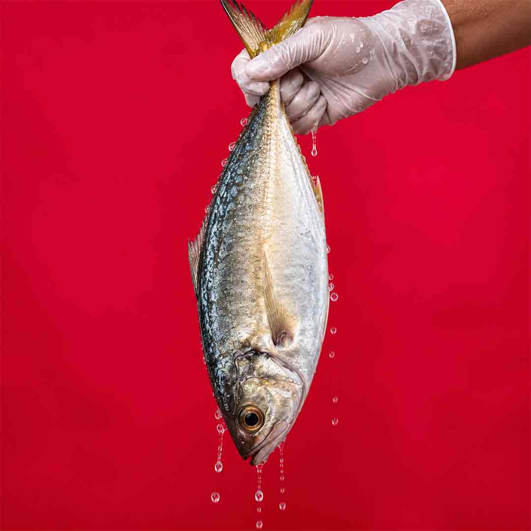 Thengai Paarai / Bluefin Trevally