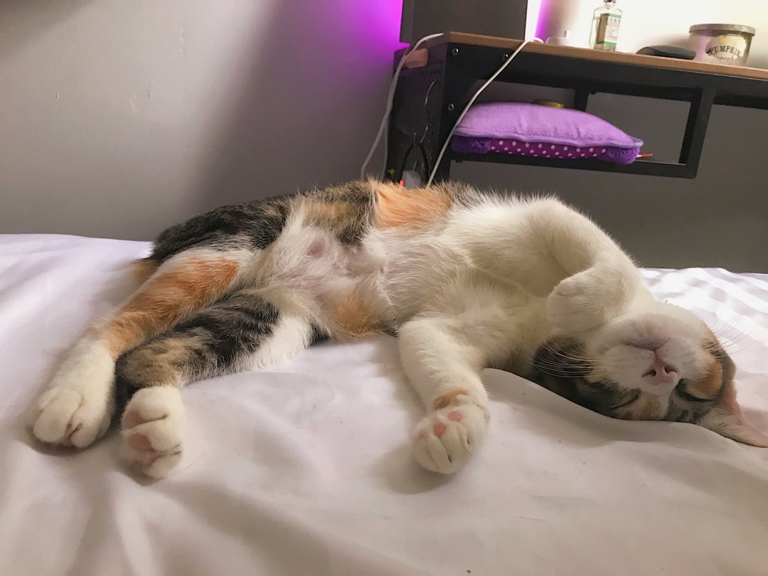 🌜Overnight Cat House Sitting