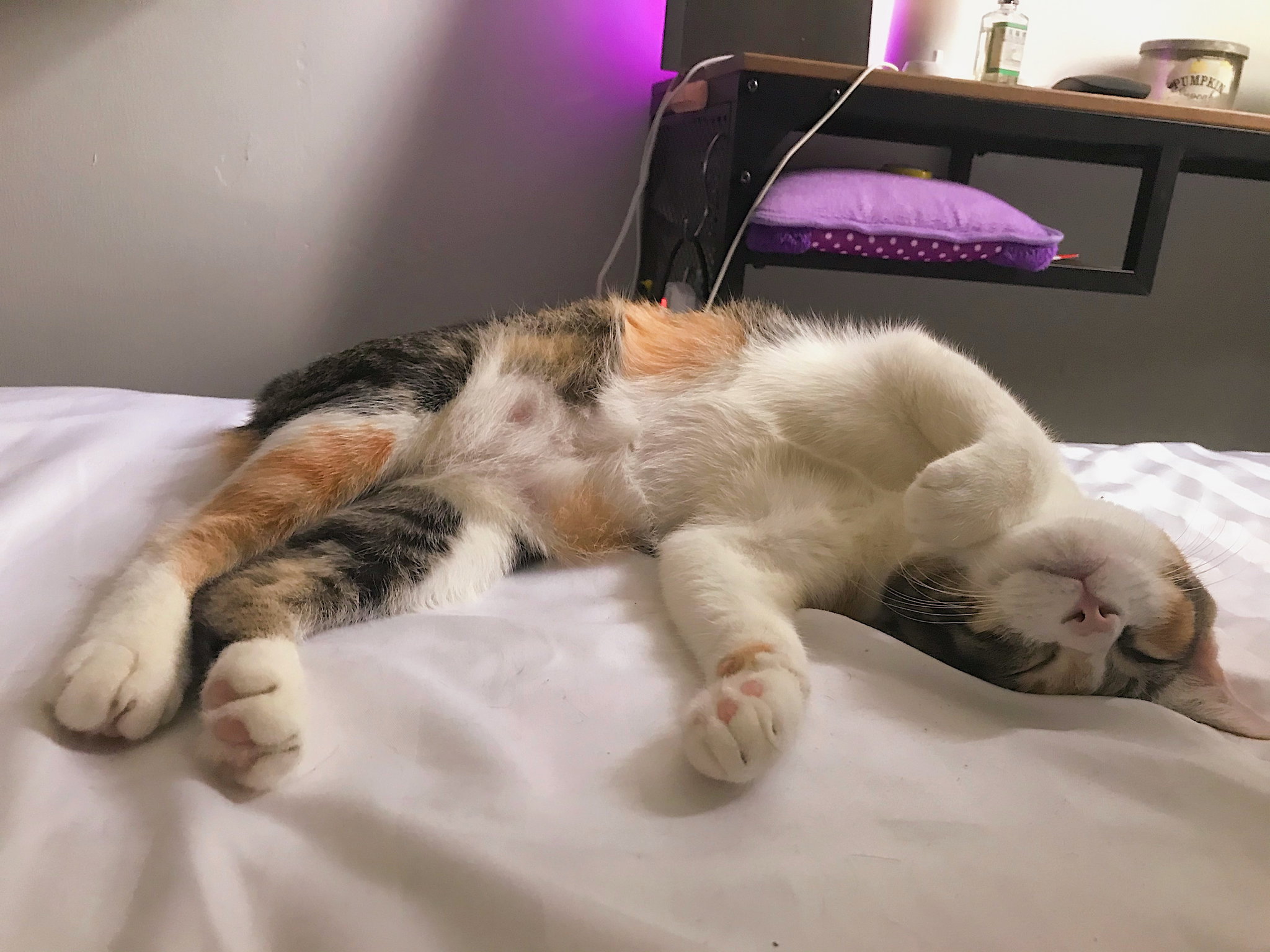 🌜Overnight Cat House Sitting_0