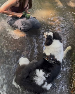 🐕 Large Breed Dogs Enrichment Walk (40 minutes)