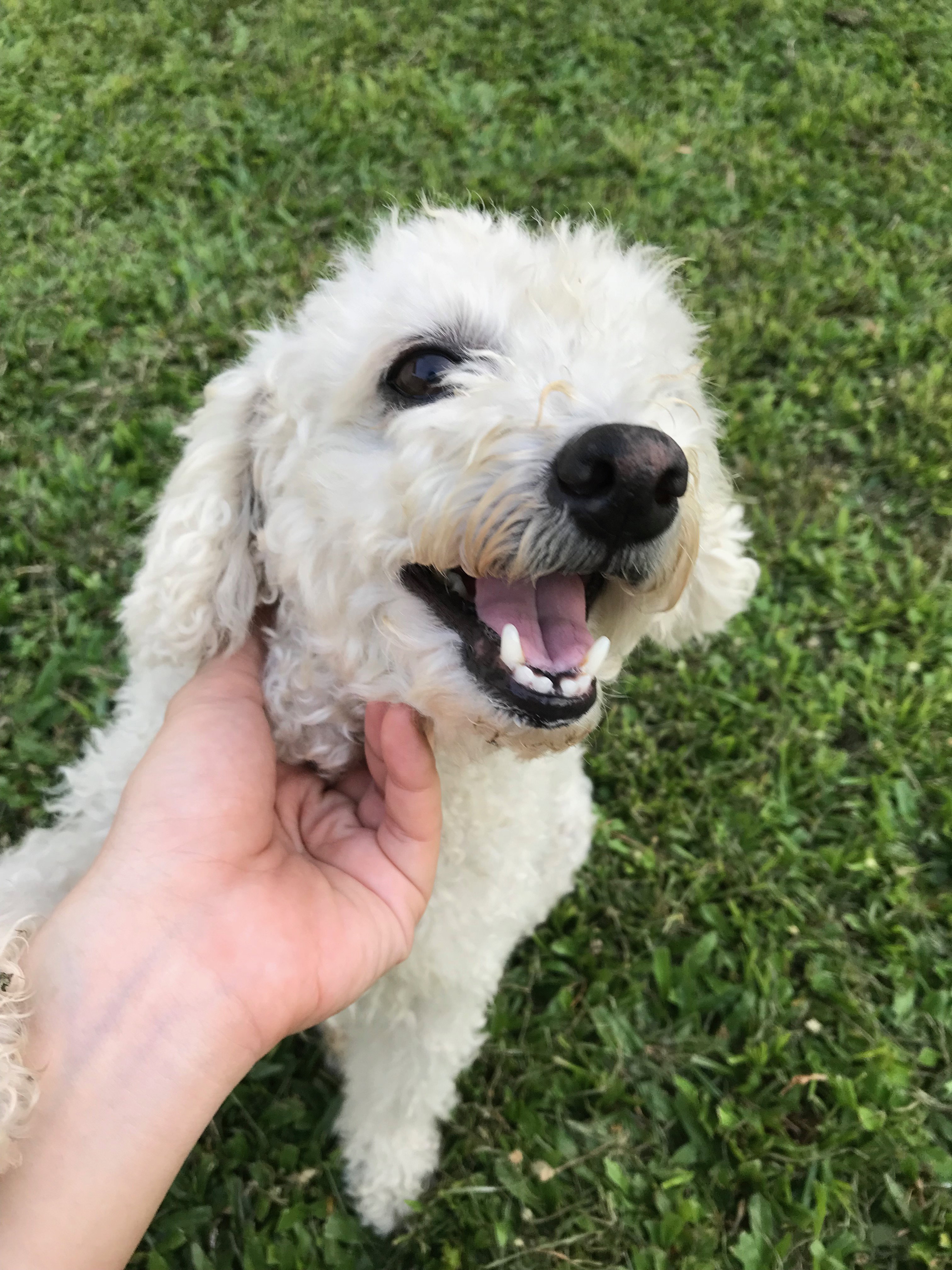 🐶 Small & Medium Dog Enrichment Walk (40 minutes)