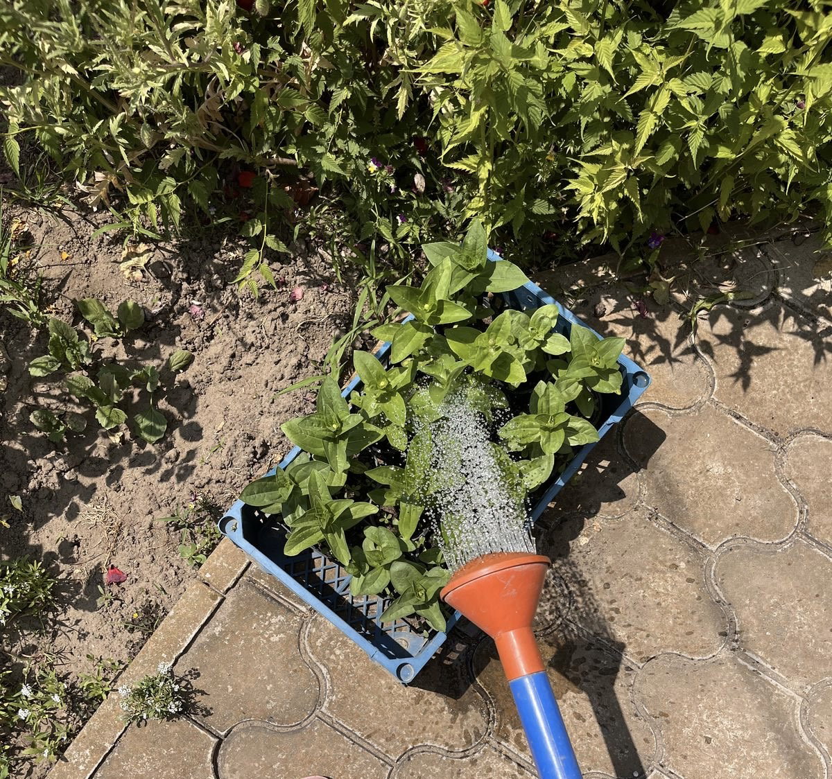 🌱 Essential Plant Watering