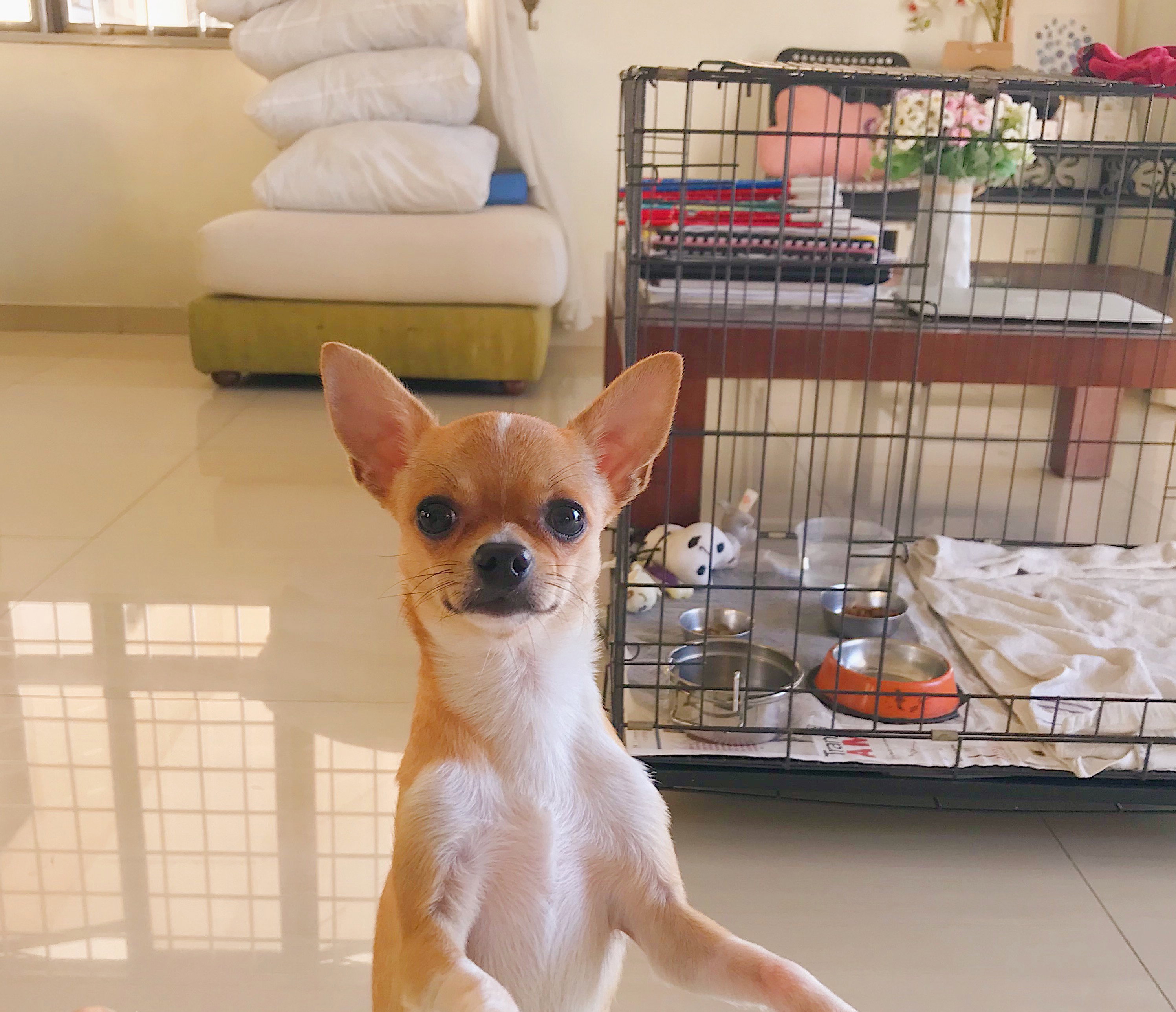 🐶 Dog Sitting 