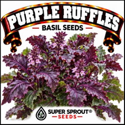 PURPLE RUFFLES BASIL x 15+ SEEDS