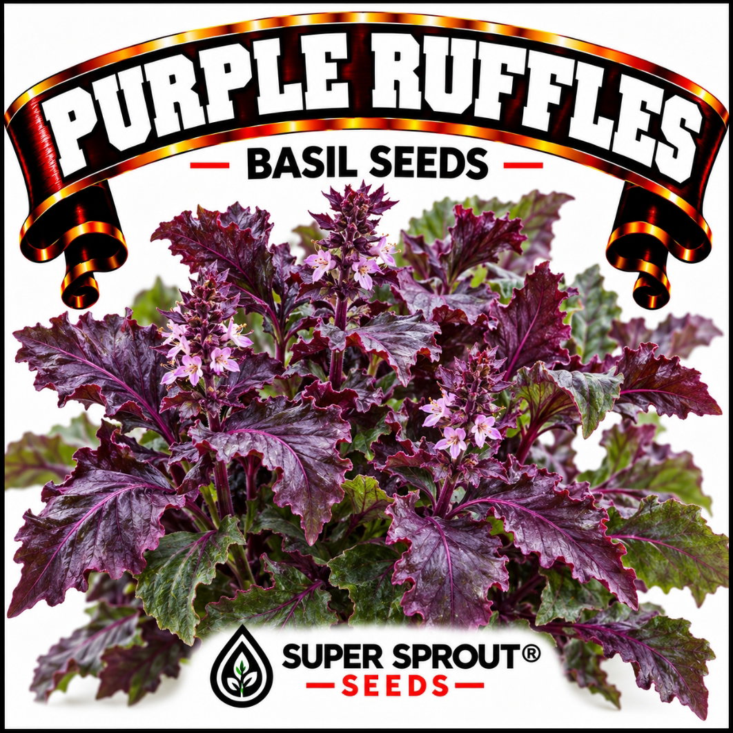 PURPLE RUFFLES BASIL x 15+ SEEDS
