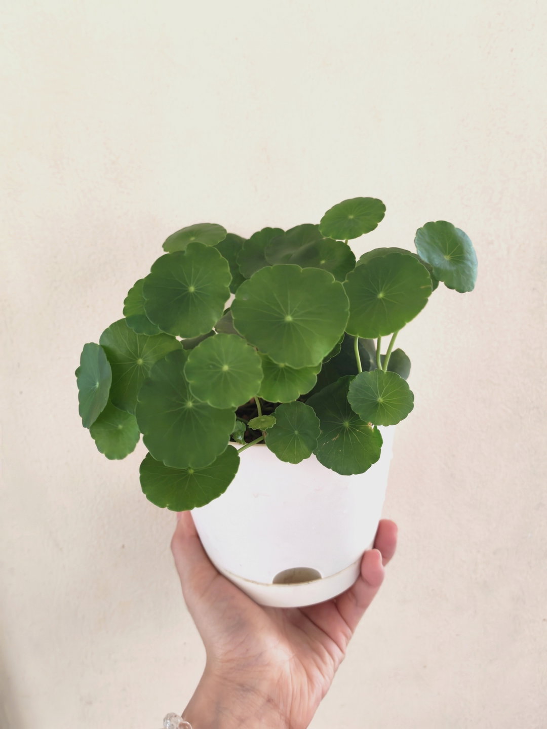 铜钱草 Hydrocotyle Vulgaris 