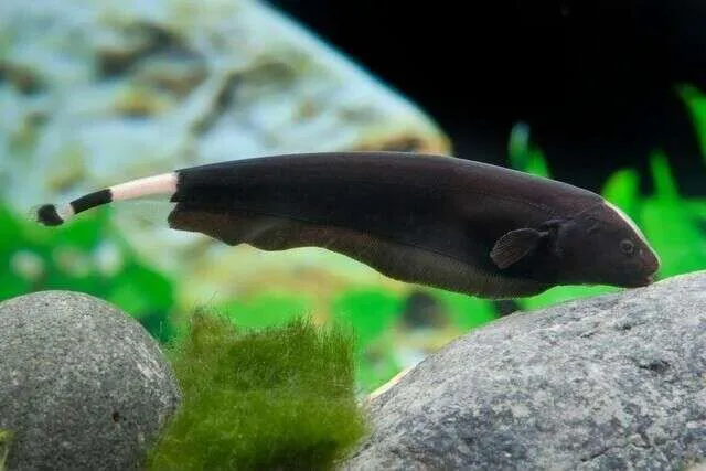 KNIFE FISH BLACK GHOST