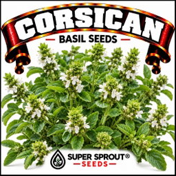 CORSICAN BASIL x 15+ SEEDS