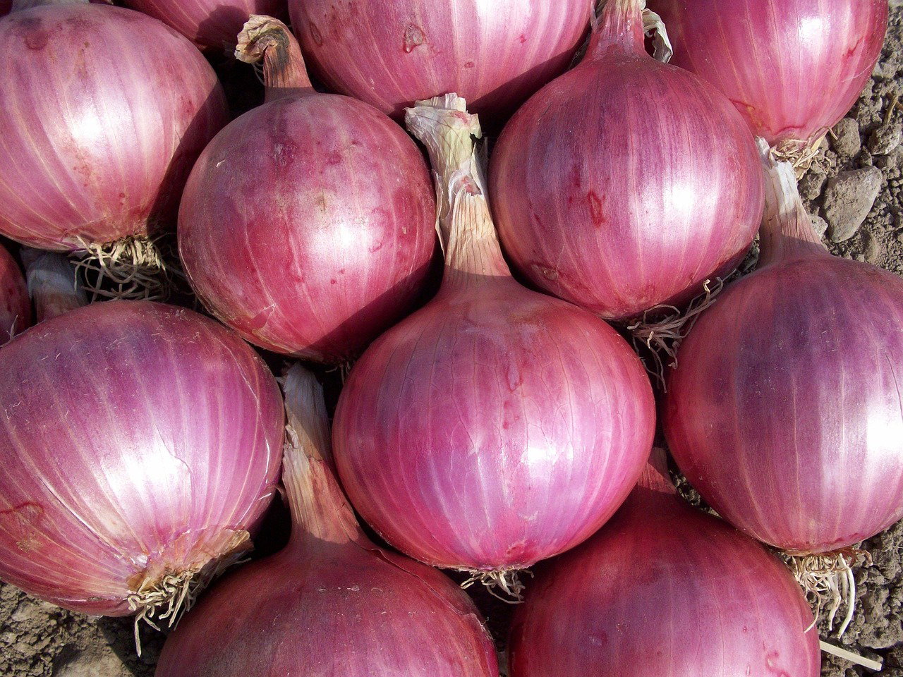 Onion_0
