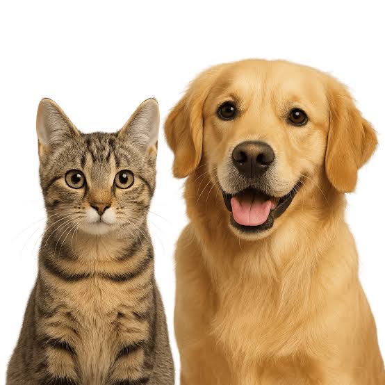 Pets