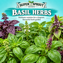 Basil herb