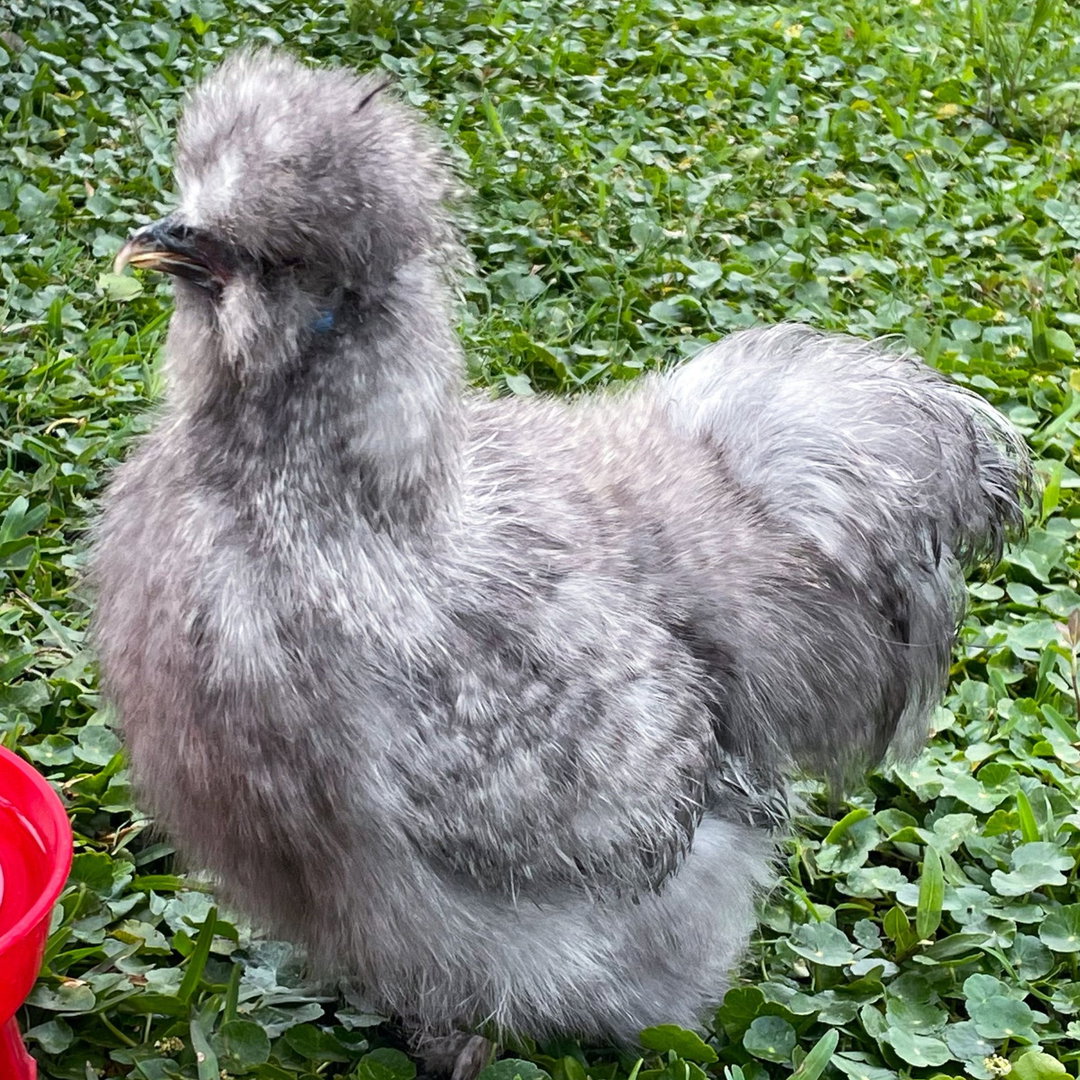Pat's Quality Silkies We sell fluffy, healthy Silkie Chickens | Chicks | Fertile Hatching Eggs 100% Pure Breed - Good Quality - Vaccinated & Healthy
