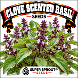 CLOVE SCENTED BASIL x 15+ SEEDS