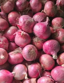Onion