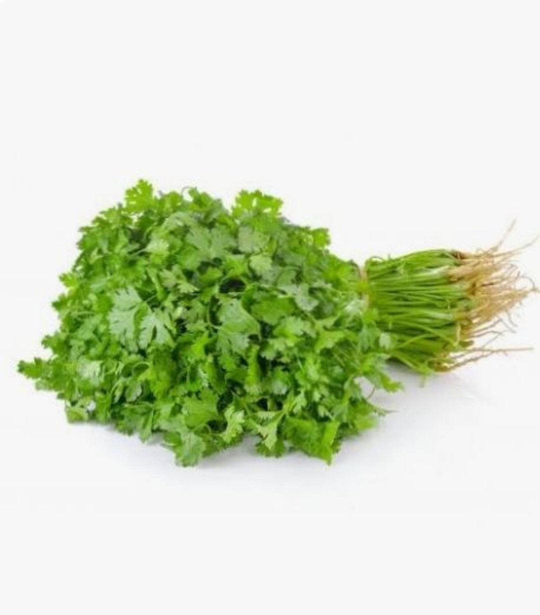 Coriander