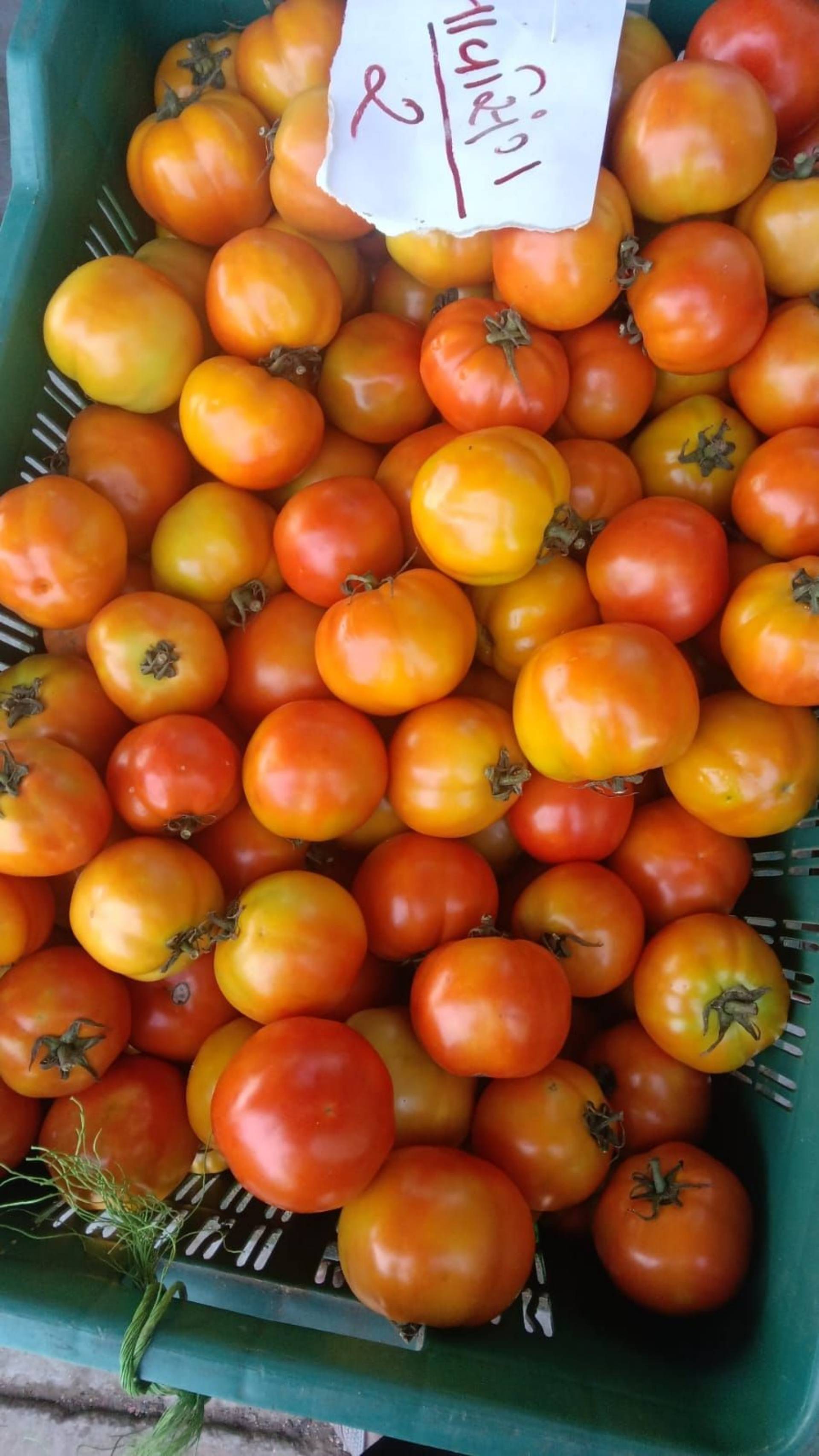 Indian tomato
