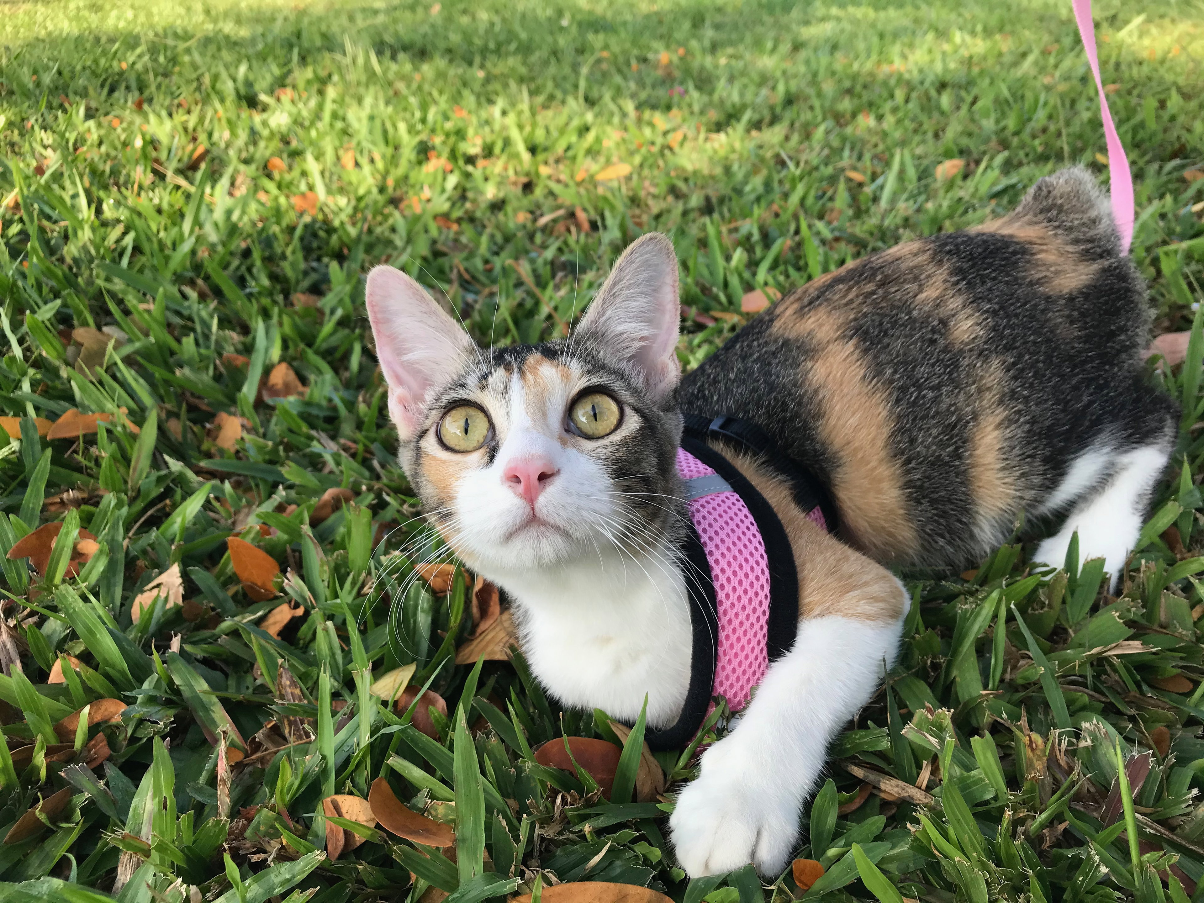 🐱 Cat Sitting_1