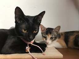 🏡 Monthly Cat Care Subscription