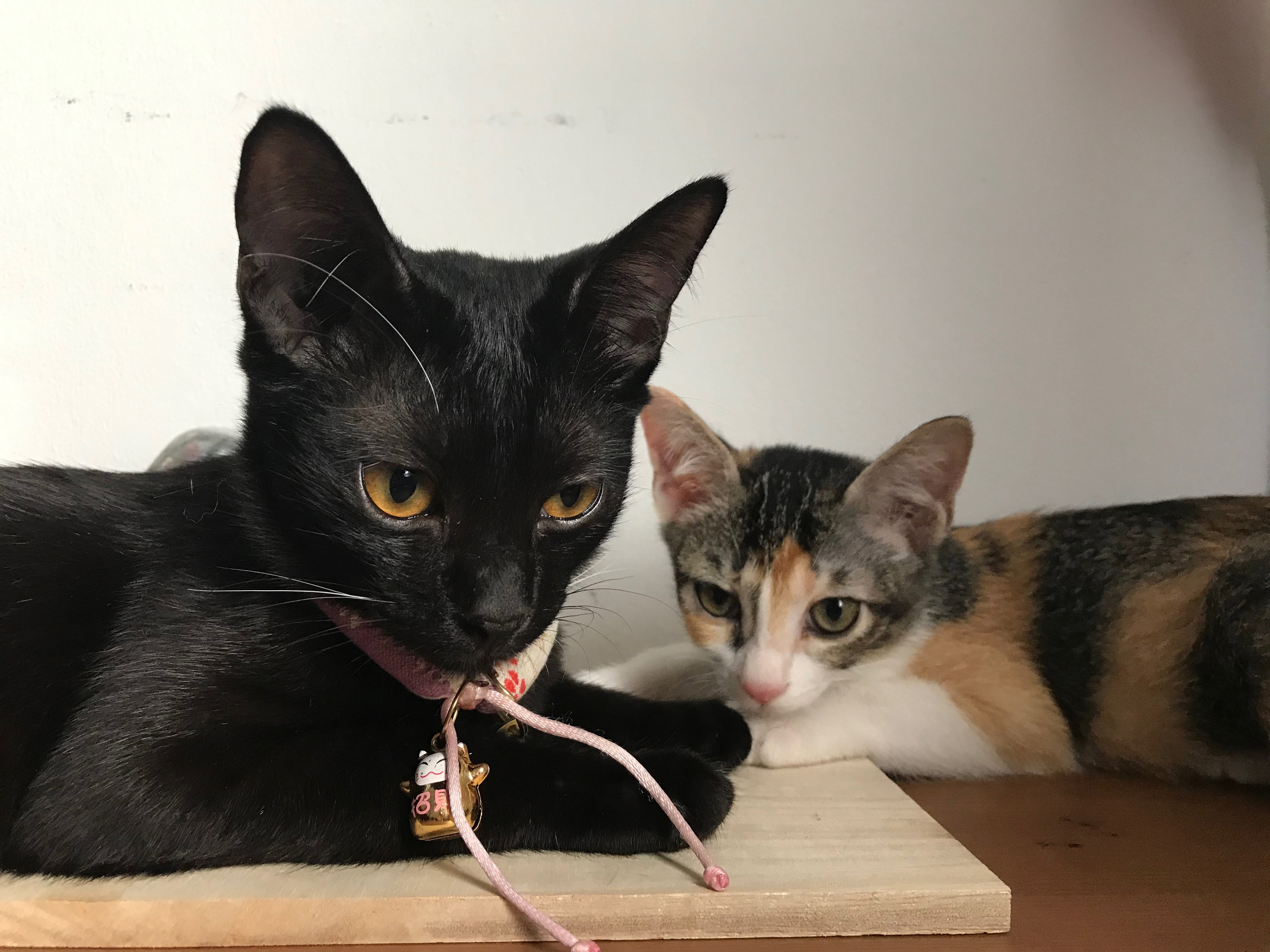 🏡 Monthly Cat Care Subscription_1
