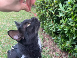 🏡 Monthly Cat Care Subscription