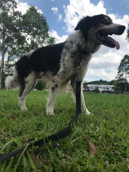 🐶 Small & Medium Dog Enrichment Walk (40 minutes)