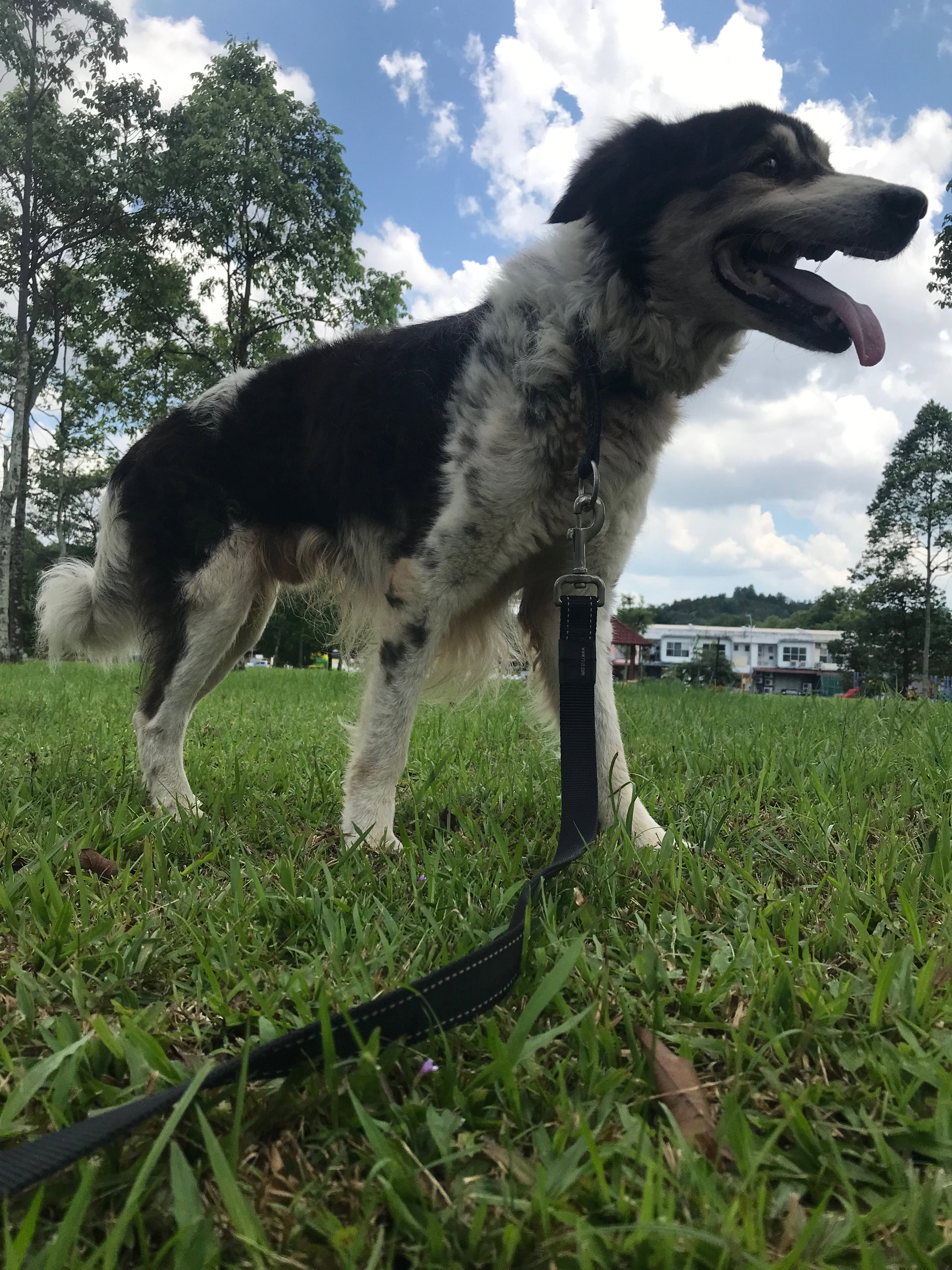 🐶 Small & Medium Dog Enrichment Walk (40 minutes)_1