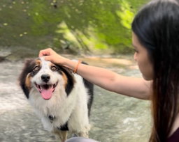 🐕 Large Breed Dogs Enrichment Walk (40 minutes)