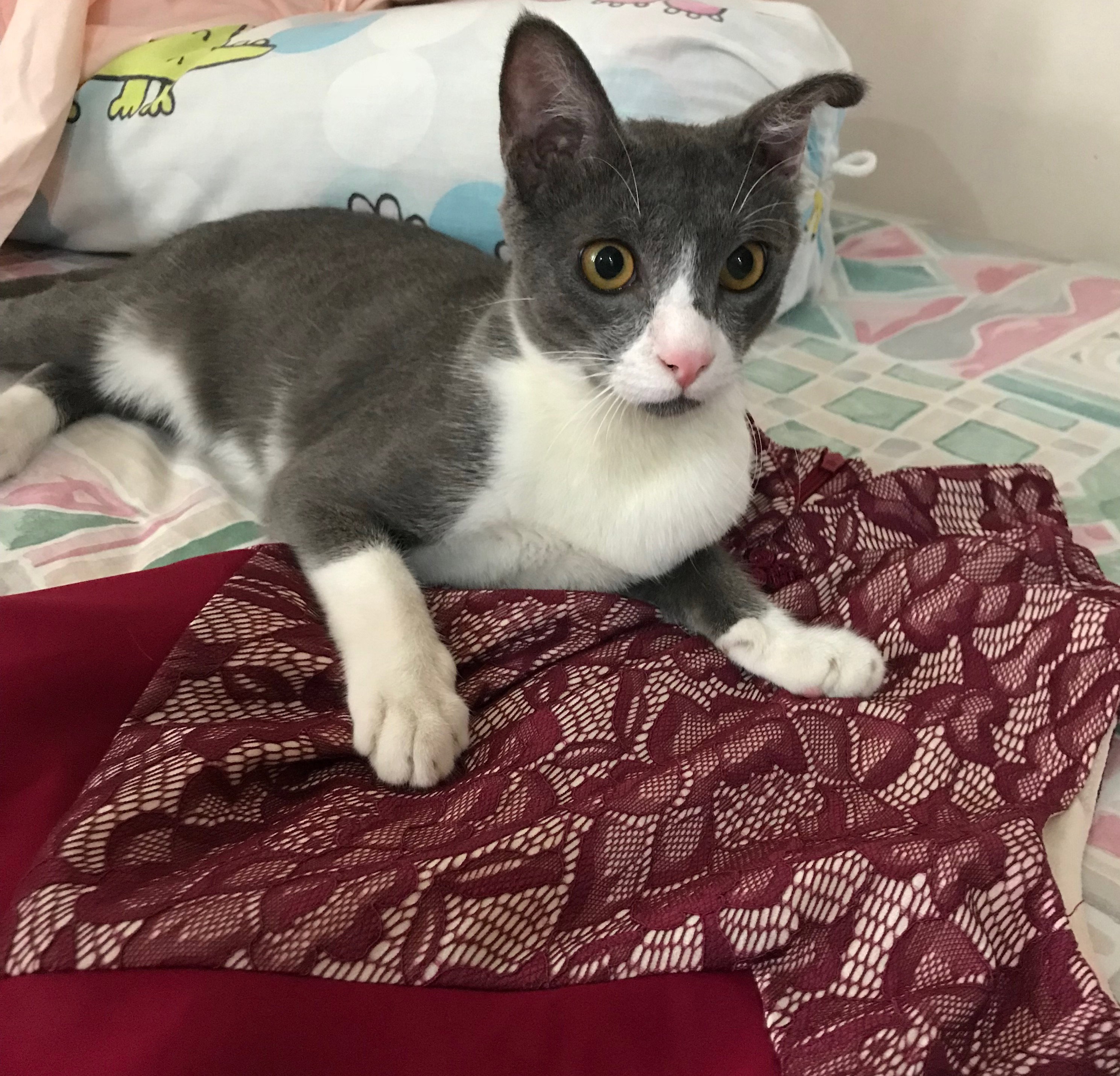 🐱 Cat Sitting_2