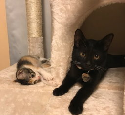 🐱 Cat Sitting