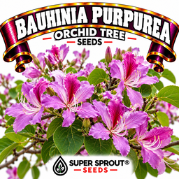 BAUHINIA PURPUREA (Purple Orchid Tree) x 10 seeds