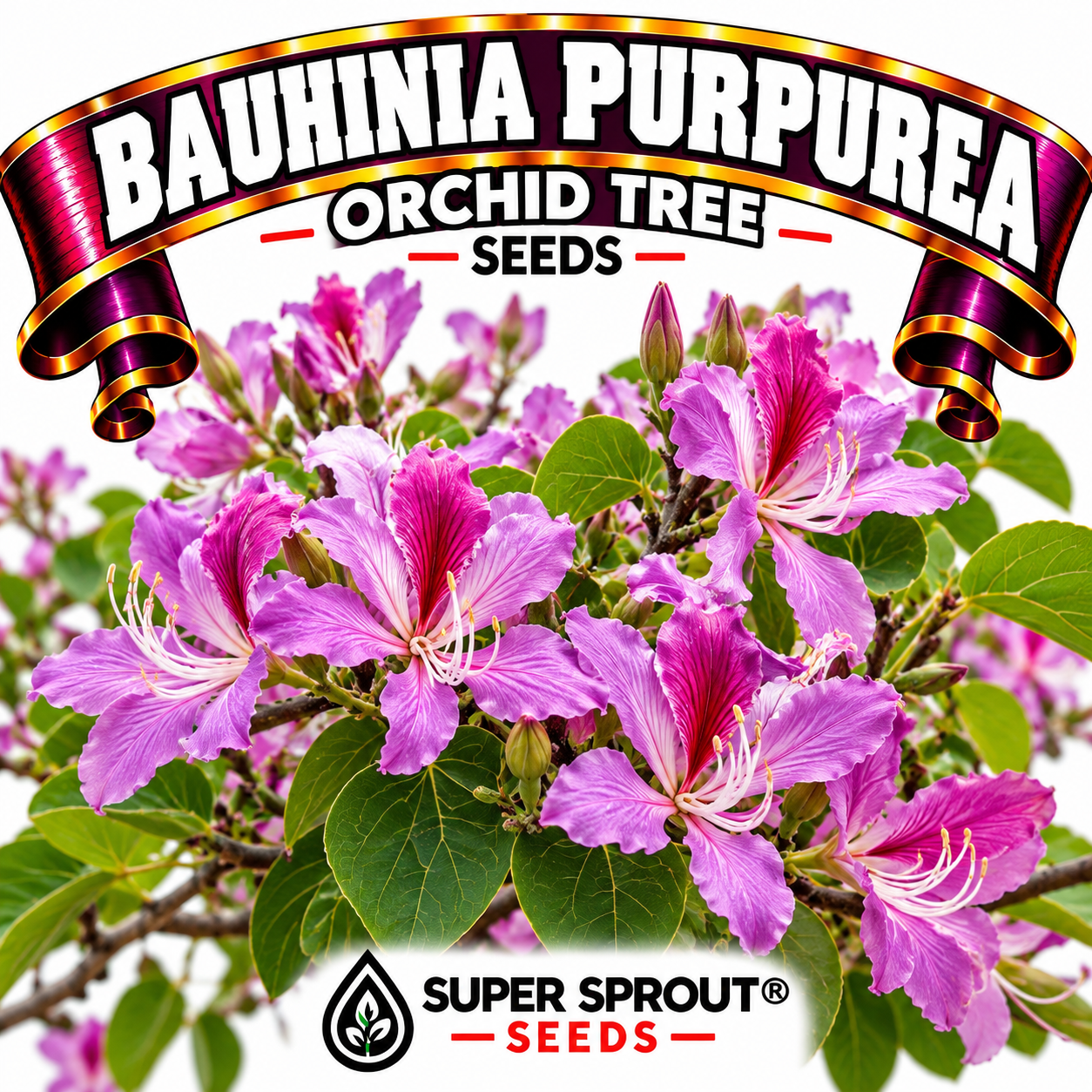 BAUHINIA PURPUREA (Purple Orchid Tree) x 10 seeds