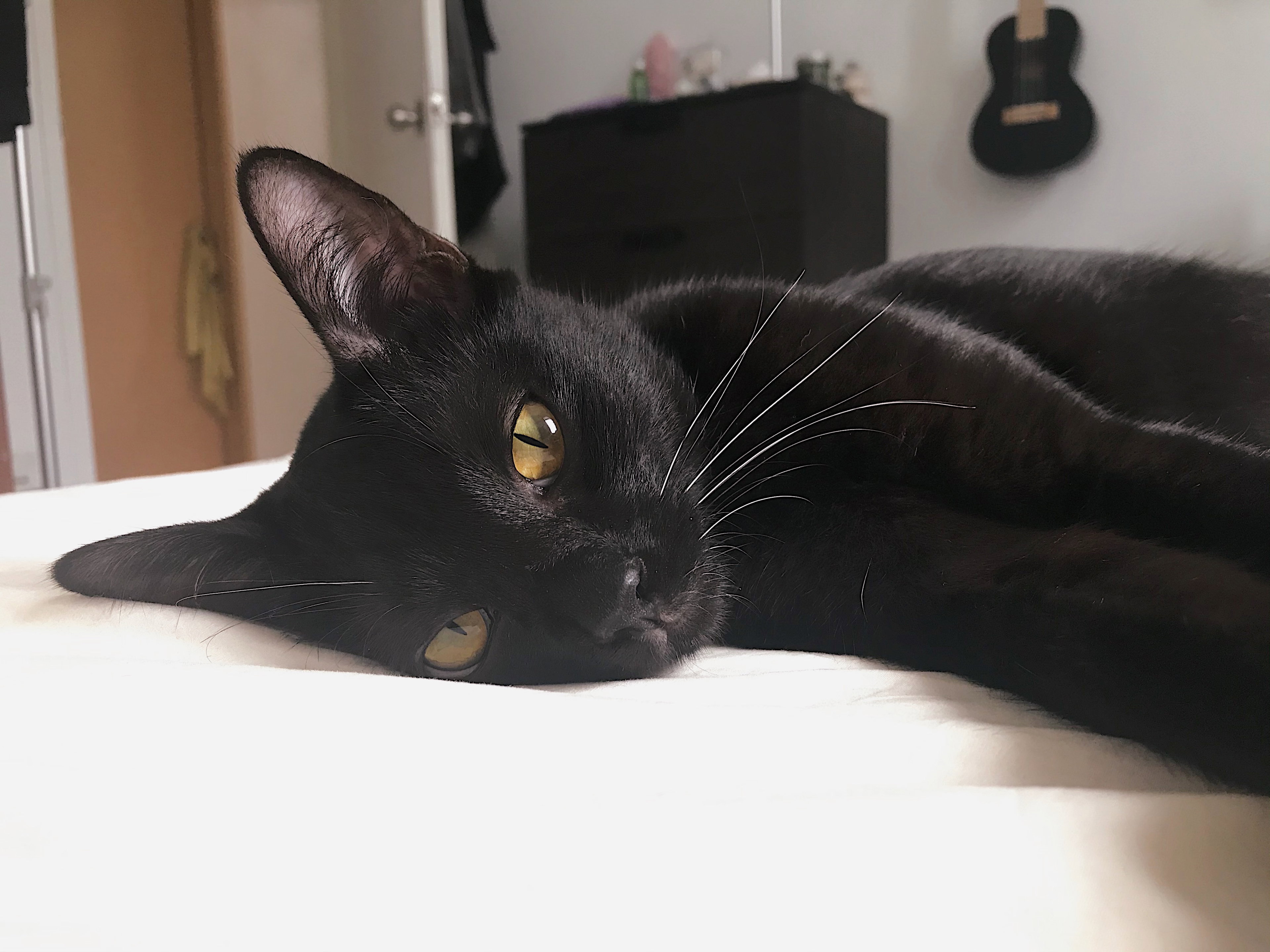 🌜Overnight Cat House Sitting_2